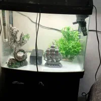 اکواریوم با کلیه وسایل تزیینی اماده استفاده