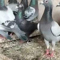 کفتر پلاکی 40تا|پرنده|قم, هفت تیر|دیوار