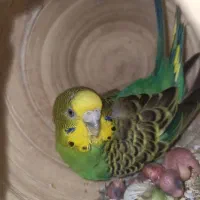 مرغ عشق مولد با جوجه|پرنده|میناب, |دیوار