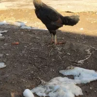 فروشی|حیوانات مزرعه|تایباد, |دیوار