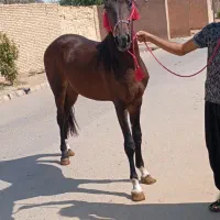 کره‌مادیون‌‌کره‌دجله‌کردان