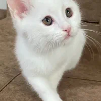 گربه|گربه|سمنان, |دیوار