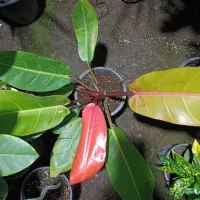 گل طبیعی|گل و گیاه طبیعی|لاهیجان, لیل|دیوار