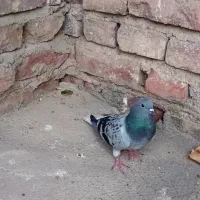 مایه بدرنگ دم سفید
