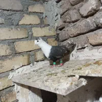 کبوتر سر سفید|پرنده|اسفرورین, |دیوار