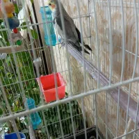 عروس هلندی بالغ اماده