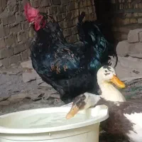خروس