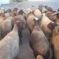 میش وگوسفند  داشتی جوان|حیوانات مزرعه|سنقر, |دیوار