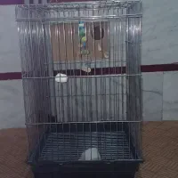 قفس بزرگ