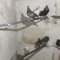 کفتر.تهرانی. شهرستانی.قرسوی|پرنده|فشاپویه, |دیوار