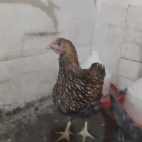 مرغ وخروس ویاندوت جی اس جی