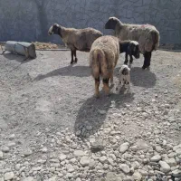 فروش بز، میش،کهره ،بره|حیوانات مزرعه|یاسوج, |دیوار