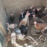۲۸عد بوقلمون همه یکجا|حیوانات مزرعه|نهاوند, |دیوار