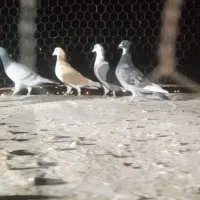 ۱۱تا کفتر فروشی|پرنده|قاسم‌آباد (خواف), |دیوار