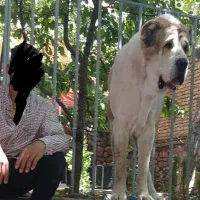 سگ الابای روسی نگهبان گله ژرمن سرابی افغان قدرجونی