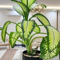 گل دیفن باخیا