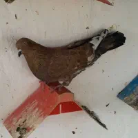 کله ای وشیخی