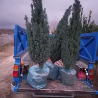 اریکا لوله‌ای|گل و گیاه طبیعی|شهرضا, |دیوار