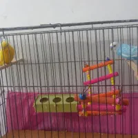 فروش دو عدد مرغ عشق|پرنده|خوی, |دیوار