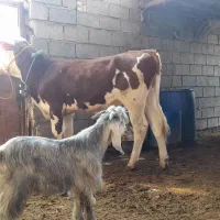 گوساله نر المانی