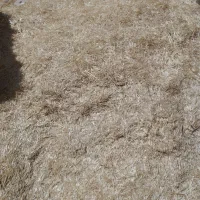 کاه کنواکوب