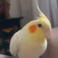 گمشده