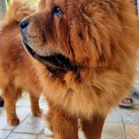 چاو چاو نر|سگ|تهران, مسعودیه|دیوار