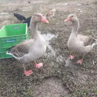 دو عدد غاز اصیل گیلانی