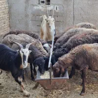 میش و بز و بزغاله چاق