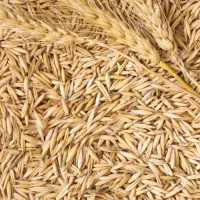 جو بهاره / کشاورزی