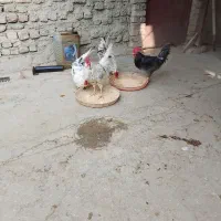 خروس فروشی گلین ومحلی|حیوانات مزرعه|کنگاور, |دیوار