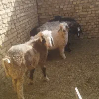 بره وکره