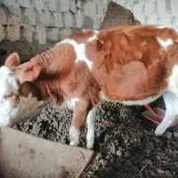 گوساله ماده سیمنتال