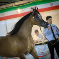 اسب مادیان عرب شویی دو سر وارداتی سه ساله کهر