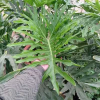 گل برگ انجیری بزرگ|گل و گیاه طبیعی|پاکدشت, پاکدشت (مامازند)|دیوار