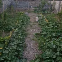 فروش یک قطعه زمین در مشهدی کلا|فروش زمین و ملک کلنگی|امیرکلا, |دیوار