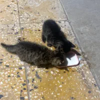 واگذاری دوعدد بچه گربه