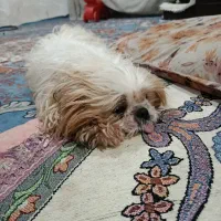 واگذاری شیتزو