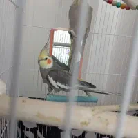 جفت عروس هلندی