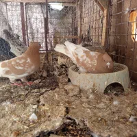 فروش جفت کله زرد با جوجه