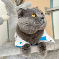 گربه نر اسکاتیش بلو جفت گیری|گربه|پردیس, فاز ۱۱|دیوار