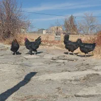 مرغ و وار سیاه دم تخم