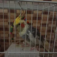 عروس هلندی جفت