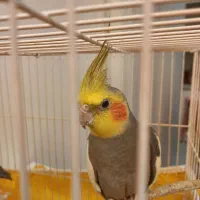 عروس هلندی نر