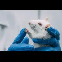 رت موش آزماشگاهی نصف قیمت