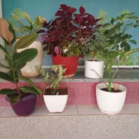 گلهای اپارتمانی|گل و گیاه طبیعی|تربتحیدریه, بالا ولایت|دیوار