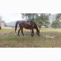 مادیان ترکی قدیمی|اسب و تجهیزات اسبسواری|ارژن, |دیوار