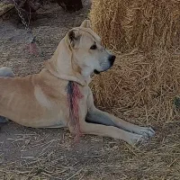 گمشده|حیوانات|چناران, |دیوار