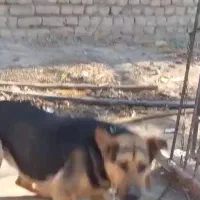 واگذاری سگ نگهبان|سگ|کرج, کیانمهر|دیوار
