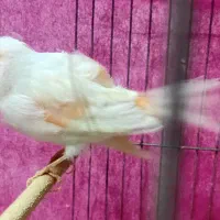 عروس هلندی قناری نر|پرنده|قم, شهرک فاطمیه|دیوار